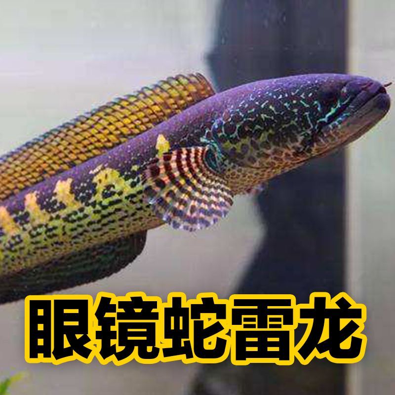 哪種雷龍魚喜歡游來游去，七彩雷龍魚、藍精靈雷龍魚品種及其活動特點介紹 哪種雷龍魚喜歡游來游去，七彩雷龍魚、藍精靈雷龍魚品種及其活動特點介紹 龍魚百科 第4張
