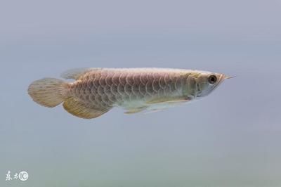 龍魚拉散便的最簡單處理方法，龍魚拉散便最簡單處理方法：龍魚拉散便怎么辦 龍魚拉散便的最簡單處理方法，龍魚拉散便最簡單處理方法：龍魚拉散便怎么辦 龍魚百科 第2張