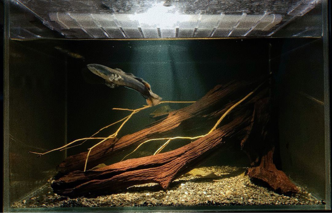 如何選擇適合雷龍魚(yú)的沉木：選擇適合雷龍魚(yú)的沉木