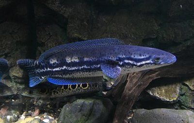 如何選擇適合雷龍魚的沉木：選擇適合雷龍魚的沉木