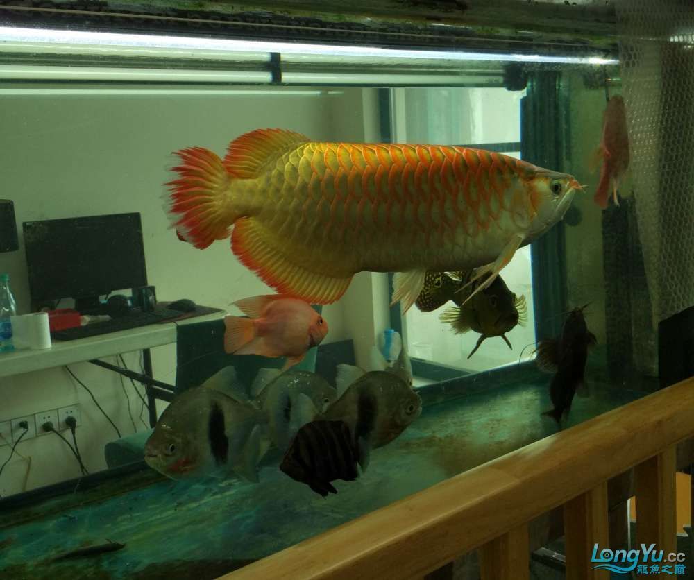 龍魚之巔app：龍魚之巔app如何規避交易風險