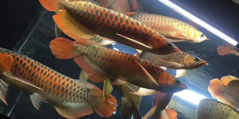 龍魚之巔app：龍魚之巔app如何規避交易風險