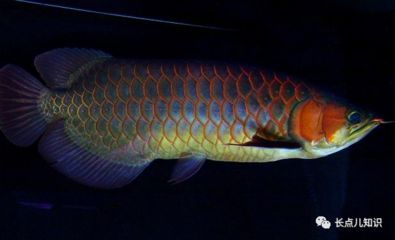 紅龍魚排行榜第幾名了（抱歉，搜索結果中并沒有紅龍魚排行榜的信息）