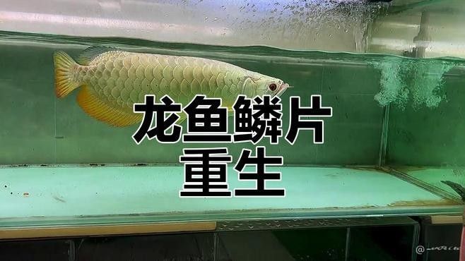龍魚拔鱗后多久長(zhǎng)出新鱗？