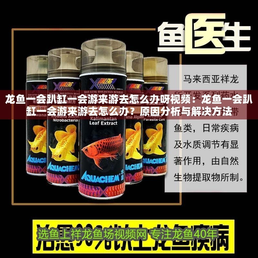 龍魚一會趴缸一會游來游去怎么辦呀視頻：龍魚一會趴缸一會游來游去怎么辦？原因分析與解決方法