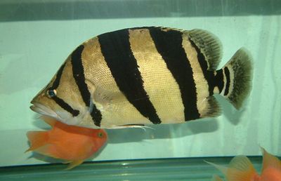 龍魚虎魚水溫多少度適合養(yǎng)魚：龍魚和虎魚水溫多少度適合養(yǎng)魚