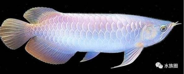 養龍魚如何控制好水質質量：養龍魚時，控制水質質量很重要