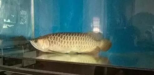 龍魚趴缸解決方案有哪些（龍魚趴缸后食欲減退怎么辦） 龍魚趴缸解決方案有哪些（龍魚趴缸后食欲減退怎么辦） 龍魚百科 第3張