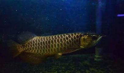 龍魚趴缸解決方案有哪些（龍魚趴缸后食欲減退怎么辦） 龍魚趴缸解決方案有哪些（龍魚趴缸后食欲減退怎么辦） 龍魚百科 第4張