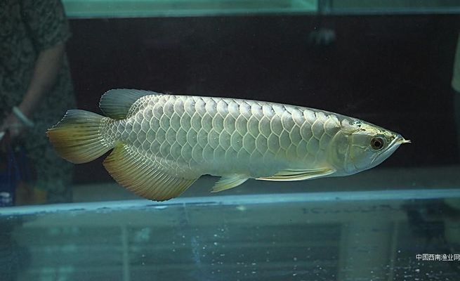 龍魚打包發(fā)貨48小時安全嗎視頻：關(guān)于龍魚打包發(fā)貨的一些問題