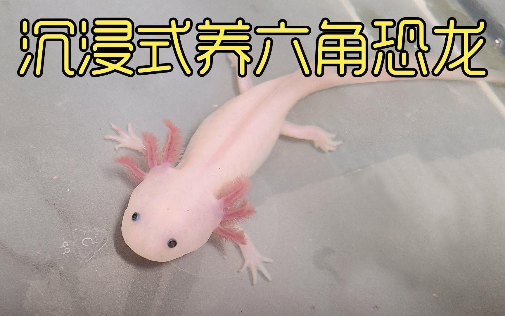 如何維持六角龍的飼養(yǎng)溫度穩(wěn)定？