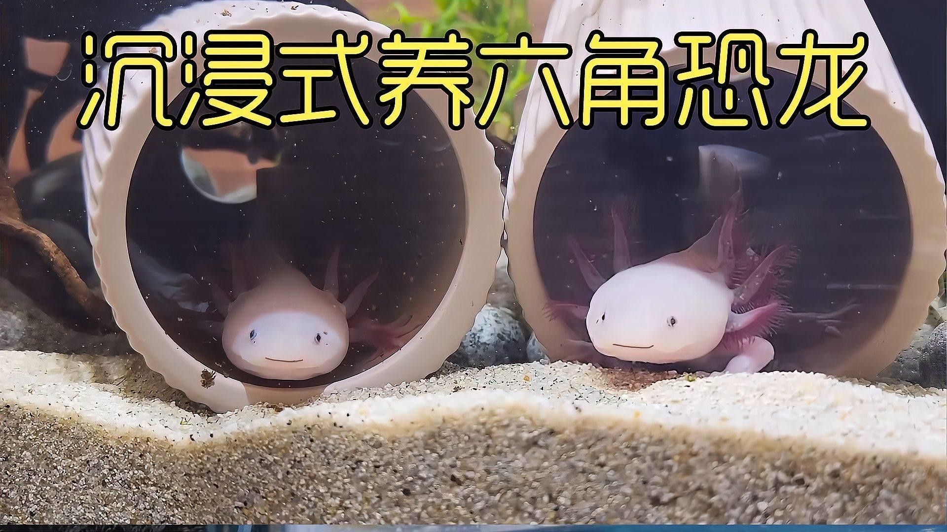 如何維持六角龍的飼養(yǎng)溫度穩(wěn)定？