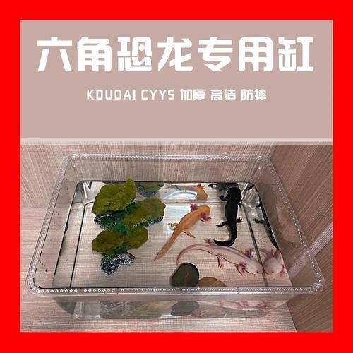 如何維持六角龍的飼養(yǎng)溫度穩(wěn)定？