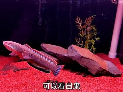 如何判斷雷龍魚是否人工飼養？
