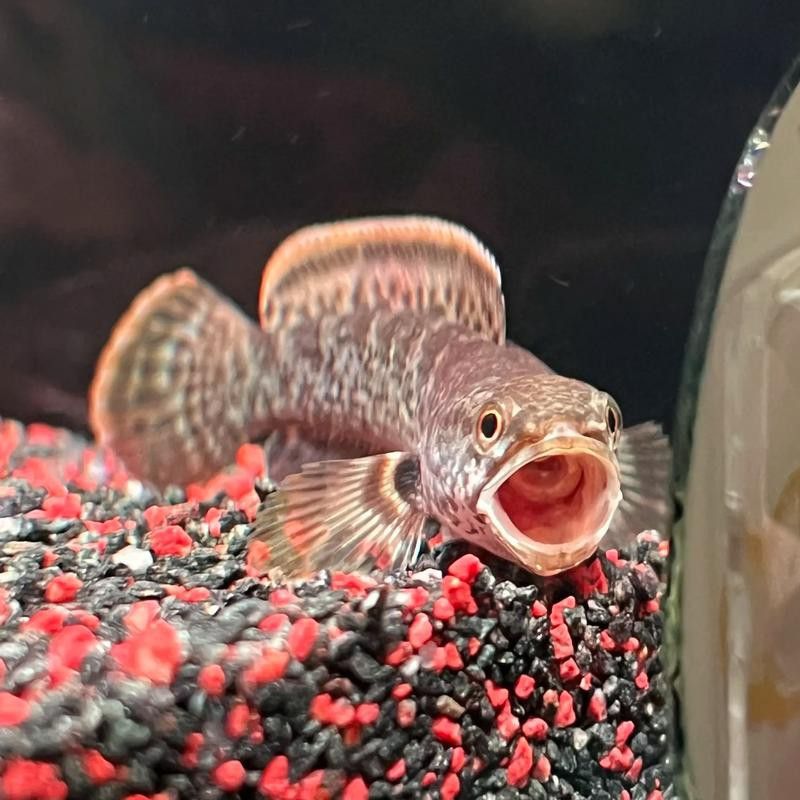 如何判斷雷龍魚是否人工飼養？