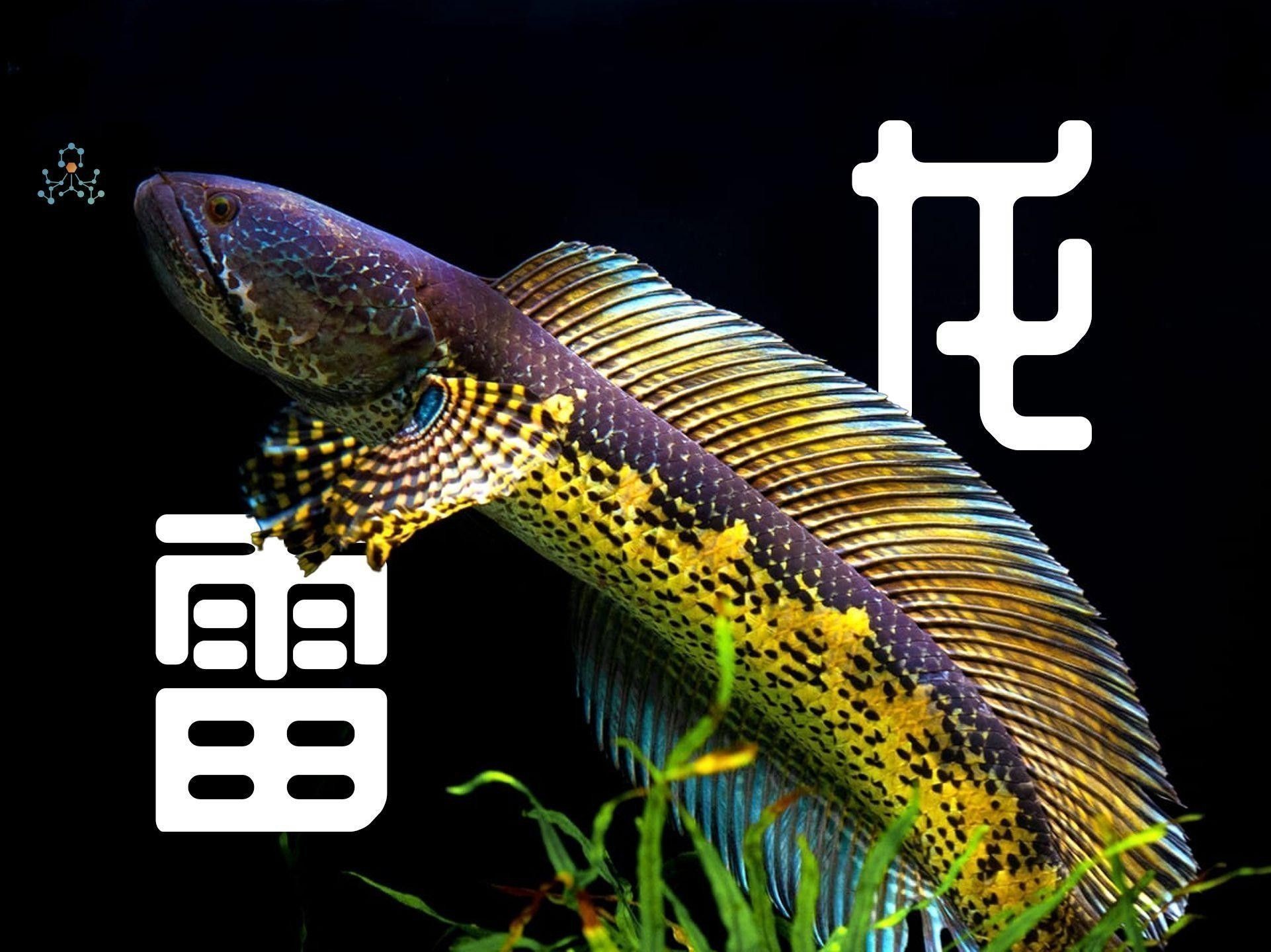 如何判斷雷龍魚是否人工飼養？