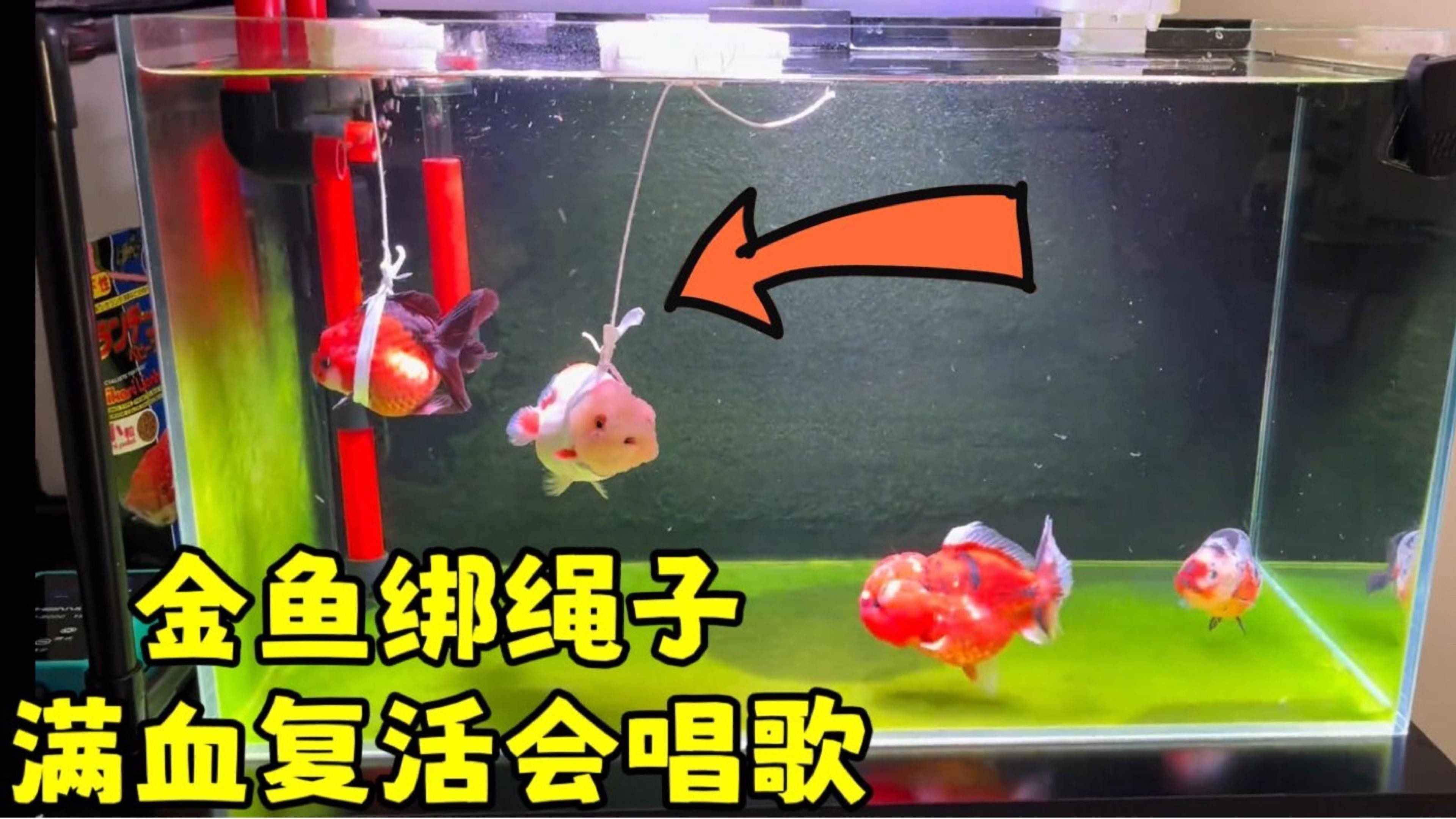 龍魚浮背治療期間需要禁食嗎？