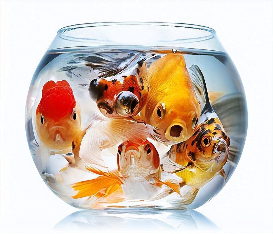 大型龍魚缸是不是不適合養金魚