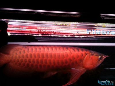 黑龍魚和紅龍魚哪個貴一點：淡水觀賞魚中紅龍魚和黑龍魚哪個貴一點黑龍魚哪個貴