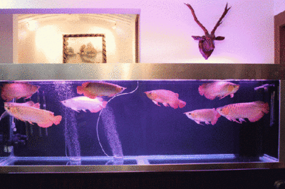 金龍魚用什么顏色的魚缸（金龍魚成長階段如何變化，）