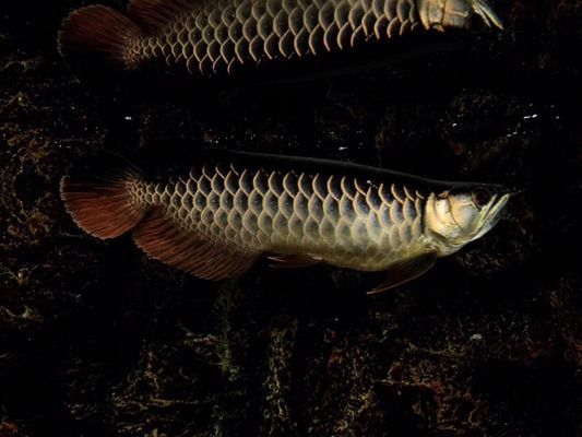 龍魚只吃蝦不吃魚，怎么辦？：龍魚只吃蝦不吃魚的情況時(shí)
