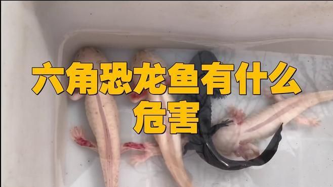 為什么不建議養(yǎng)六角恐龍