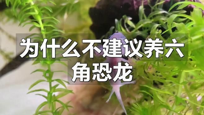 為什么不建議養(yǎng)六角恐龍
