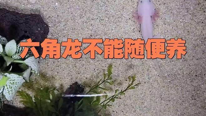 為什么不建議養(yǎng)六角恐龍