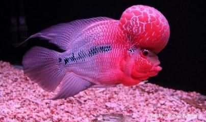 羅漢魚可以和龍魚虎魚混養嗎：羅漢魚與龍魚混養的注意事項羅漢魚與其他魚混養的注意事項