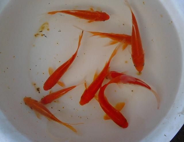 如何判斷白玉紅龍魚飽腹感：如何判斷紅龍魚的飽腹感