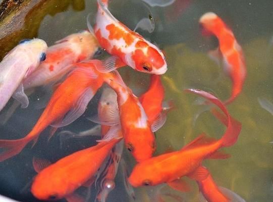 如何判斷白玉紅龍魚飽腹感：如何判斷紅龍魚的飽腹感