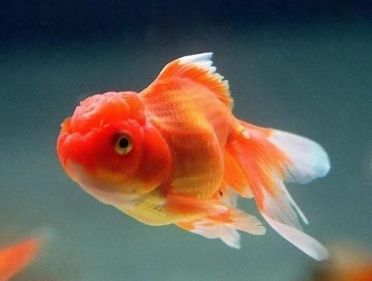 如何判斷白玉紅龍魚飽腹感：如何判斷紅龍魚的飽腹感