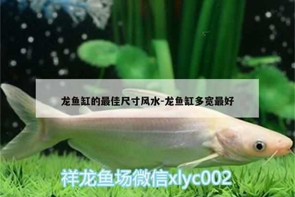 龍魚缸多大比較好：養龍魚的魚缸尺寸應該如何選擇