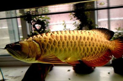 金龍魚有多少種類型，金龍魚養殖技術 金龍魚有多少種類型，金龍魚養殖技術 龍魚百科 第2張