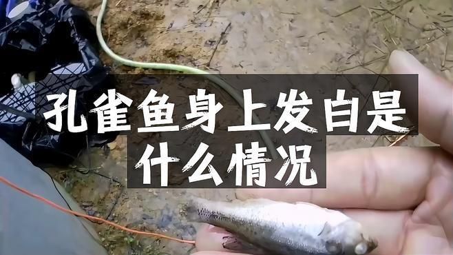 觀賞魚白霜病的早期癥狀