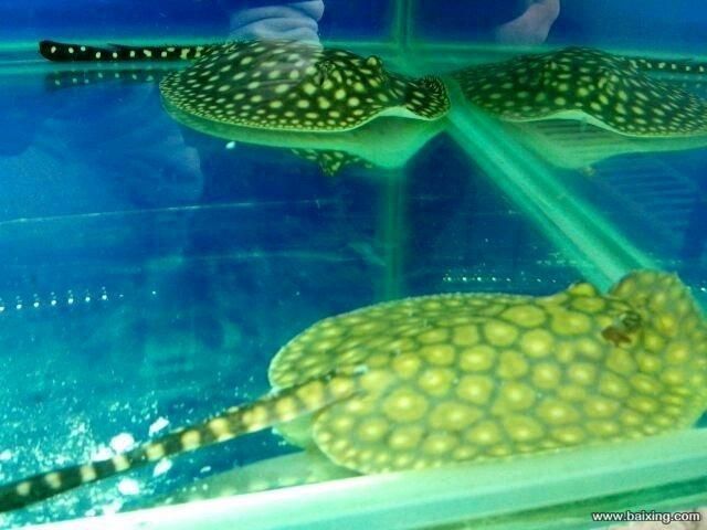 龍魚飼料魚如何存養(yǎng)的久一點：飼養(yǎng)龍魚的注意事項