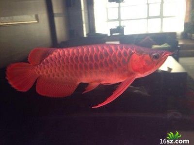 橙色龍魚變紅怎么回事：橙色龍魚變紅怎么回事橙色龍魚變紅怎么回事