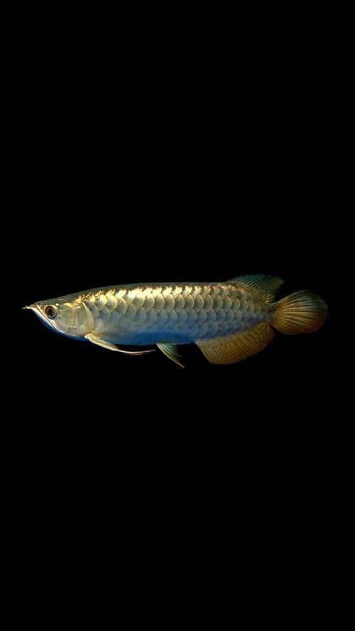 有沒有適合做壁紙的龍魚圖片？