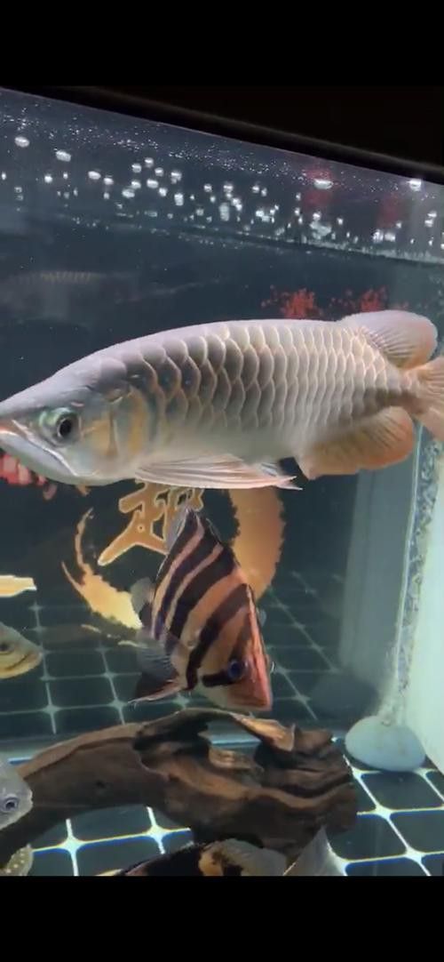 新加坡半號紅龍魚是什么魚圖片