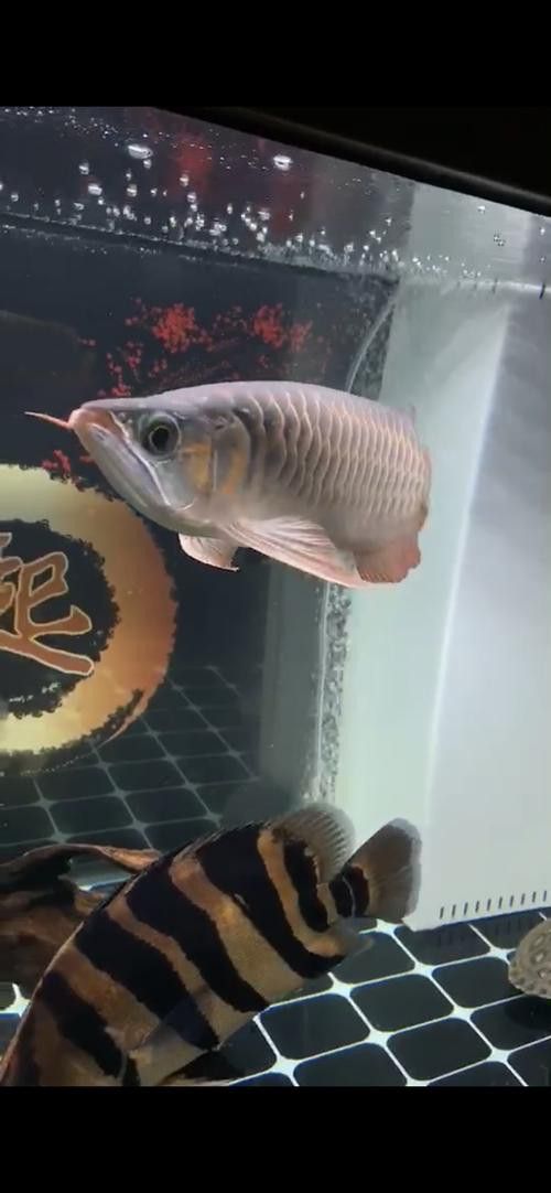 新加坡半號紅龍魚是什么魚圖片