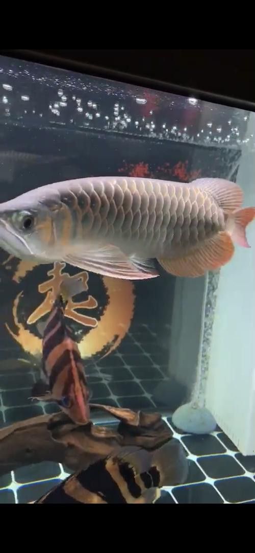 新加坡半號紅龍魚是什么魚圖片