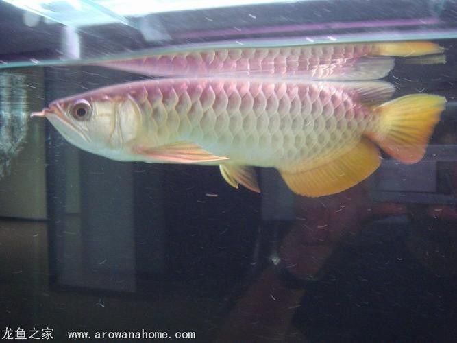 新加坡半號紅龍魚是什么魚圖片