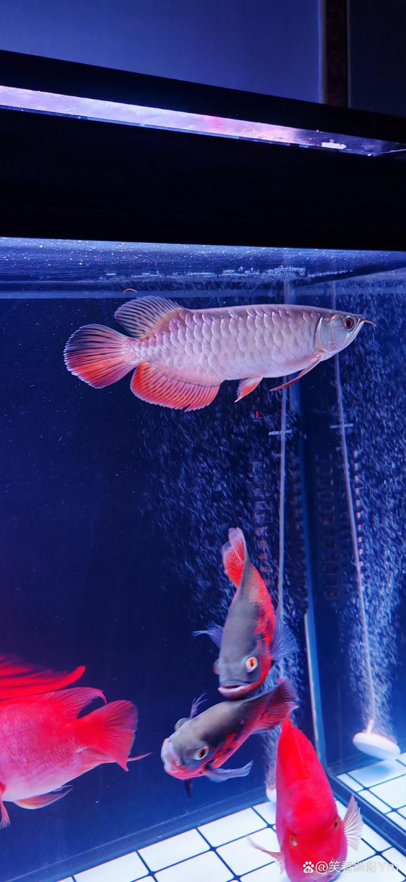 新加坡半號紅龍魚是什么魚圖片