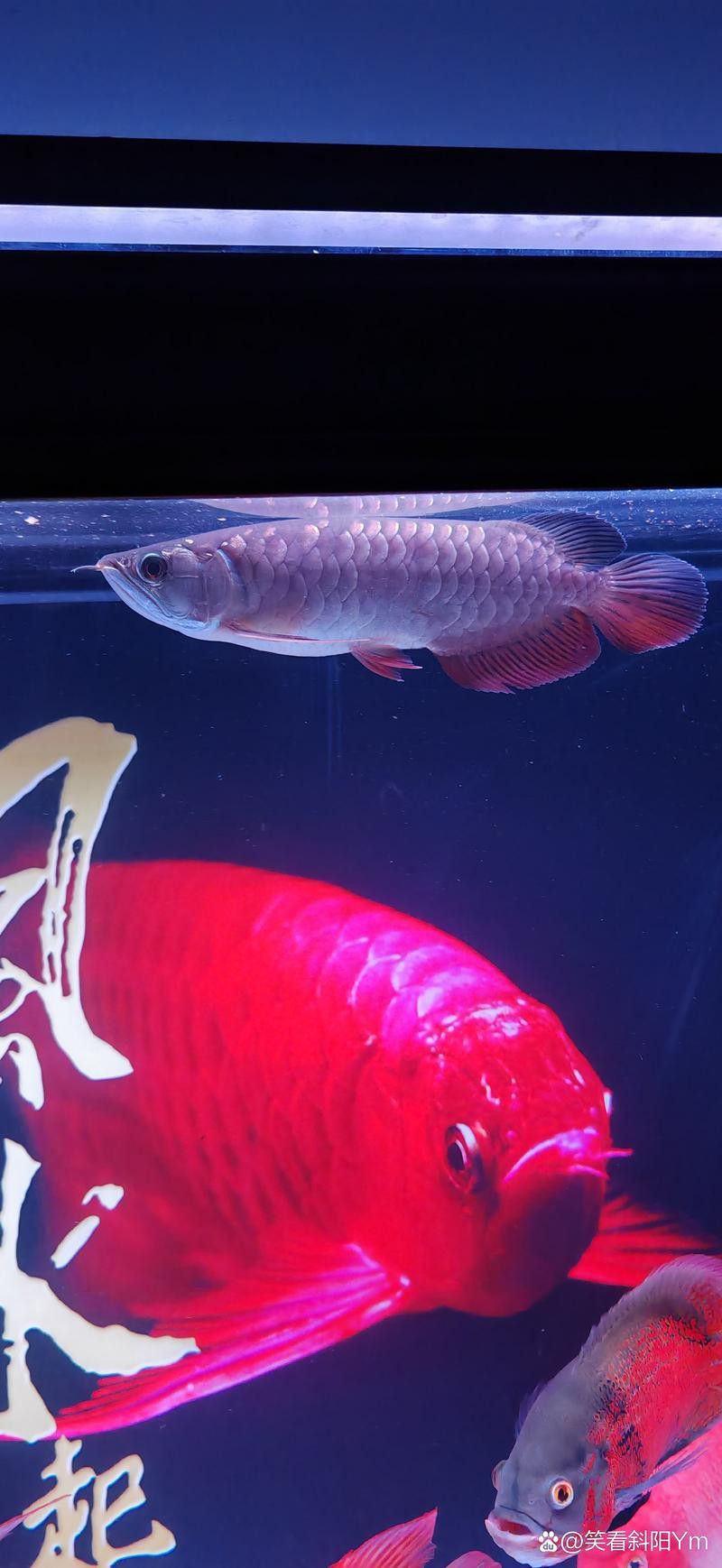 新加坡半號紅龍魚是什么魚圖片