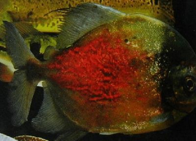 銀板魚適宜生長的水質條件：銀板魚適宜生長的水質條件包括溫度在15到25攝氏度之間