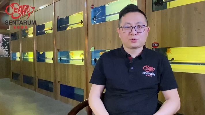 龍魚缸寬度多少合適呢視頻：龍魚缸寬度與魚體健康關(guān)系