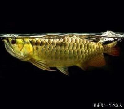 龍魚缸寬度多少合適呢視頻：龍魚缸寬度與魚體健康關(guān)系