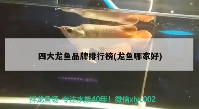 龍魚漁場四大品牌是什么牌子的：泗水漁場在紅龍魚十大漁場排名中位列第二，馬來西亞祥龍魚繁殖場