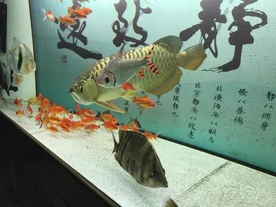 龍魚叫什么：班加紅龍、金龍、金龍、青龍、金龍、青龍、美洲龍魚