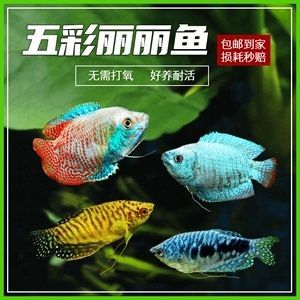 紅龍魚是哪里的特產魚啊：紅龍魚、紅龍魚、紅龍魚水觀賞魚的原產地是在哪里